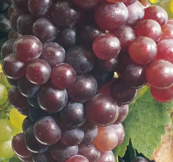 An Jesus dranbleiben