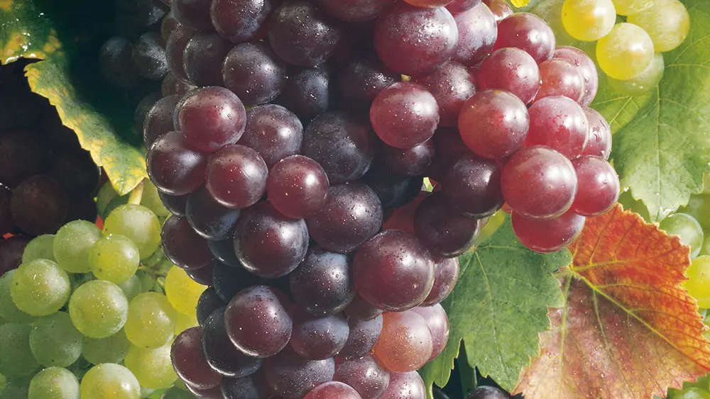 An Jesus dranbleiben